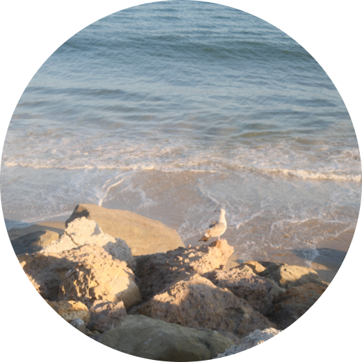 A circular scenic photograph of a rocky shoreline with gentle blue-gray waves, wet sand, and a white seagull standing on rocks near the waterline.