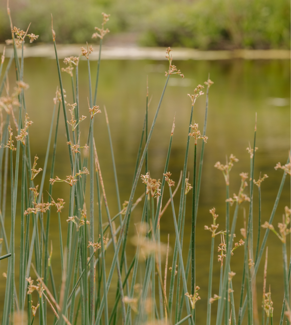 Seed-topped reed grasses in soft focus beside a green pond
