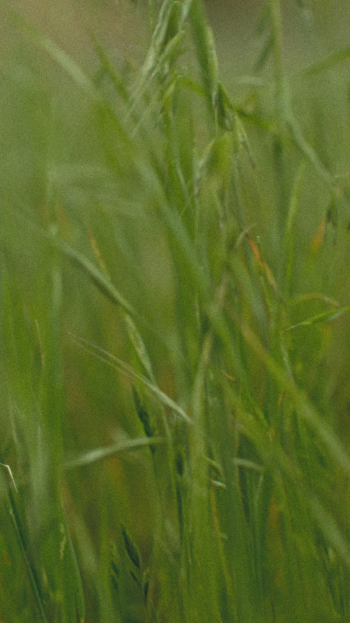 Macro close-up of green wild grass blades swaying outdoors, video thumbnail